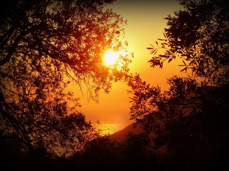 Sunset over Sea — Orange, Serene, Photograph, Trees
