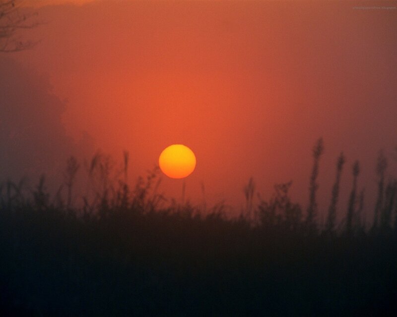 Sunset over silhouetted grass