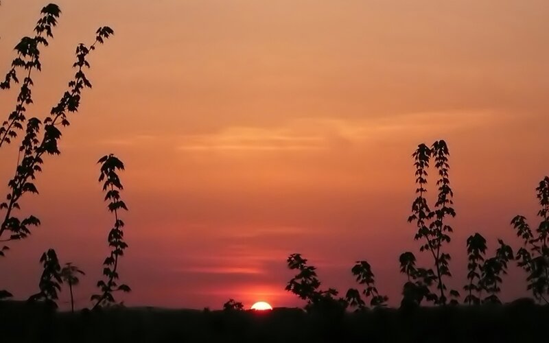Sunset over Silhouetted Plants — Orange, Serene