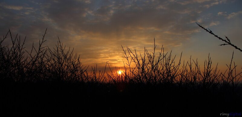 Sunset over silhouetted plants