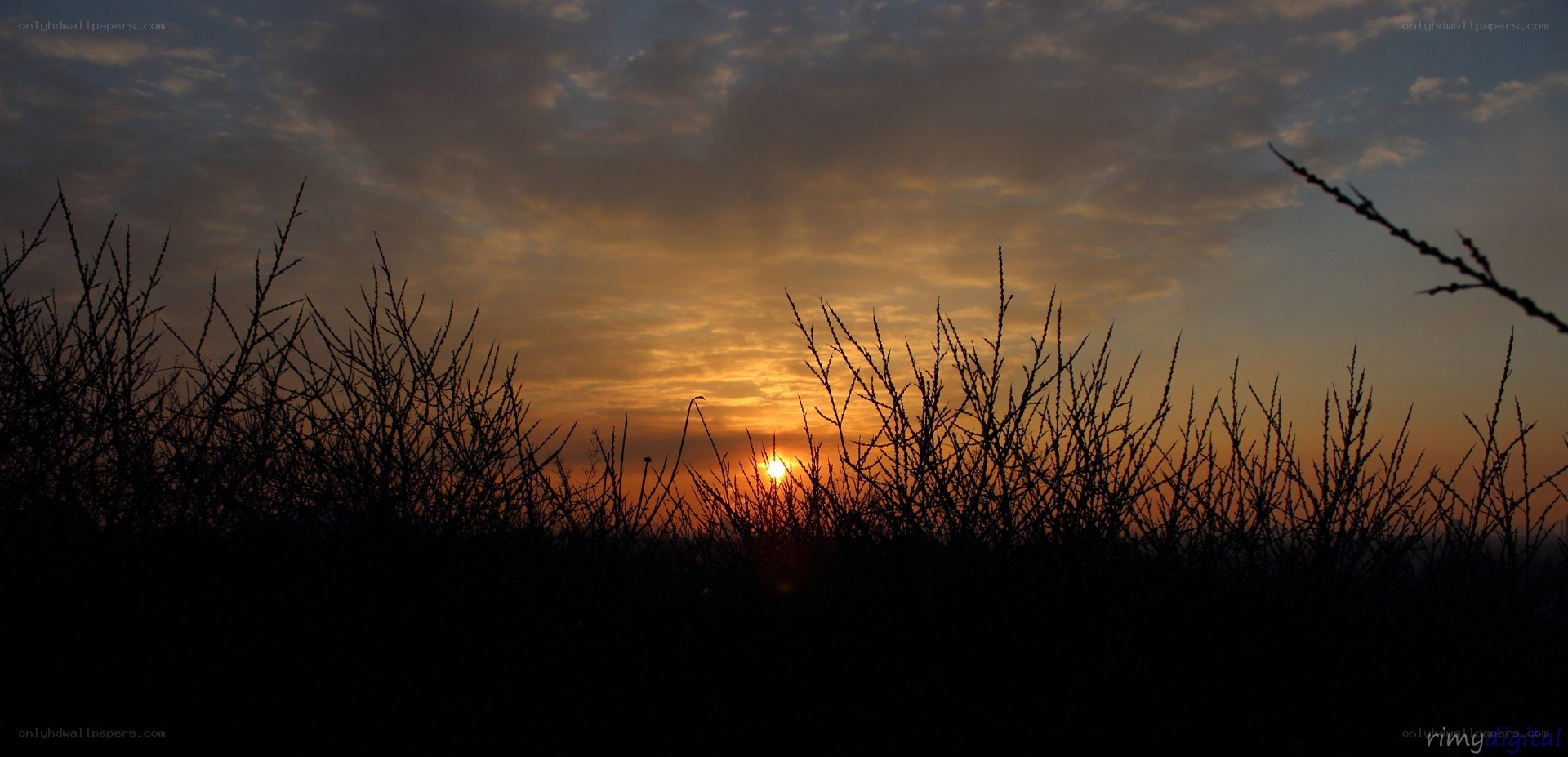 Sunset over silhouetted plants