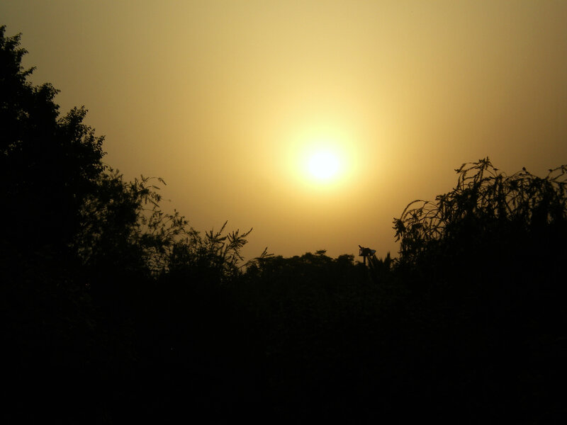 Sunset over silhouetted trees