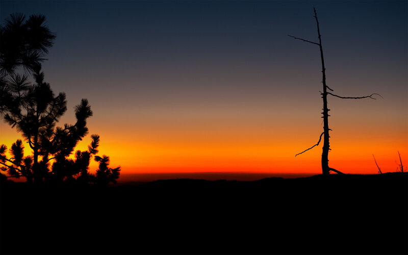 Sunset over silhouetted trees
