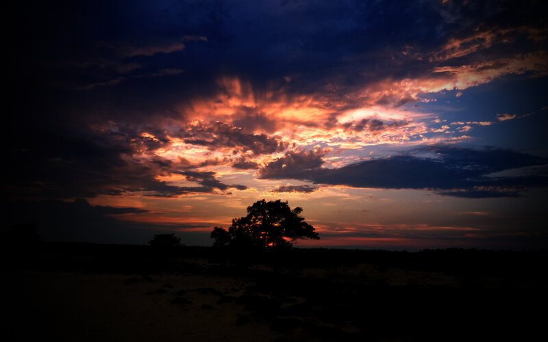 sunset over silhouetted trees