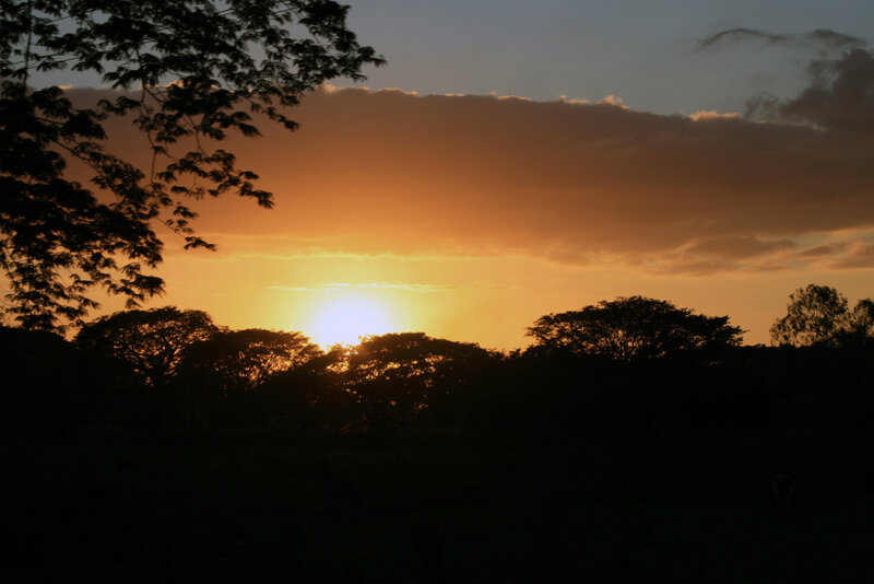 Sunset over silhouetted trees