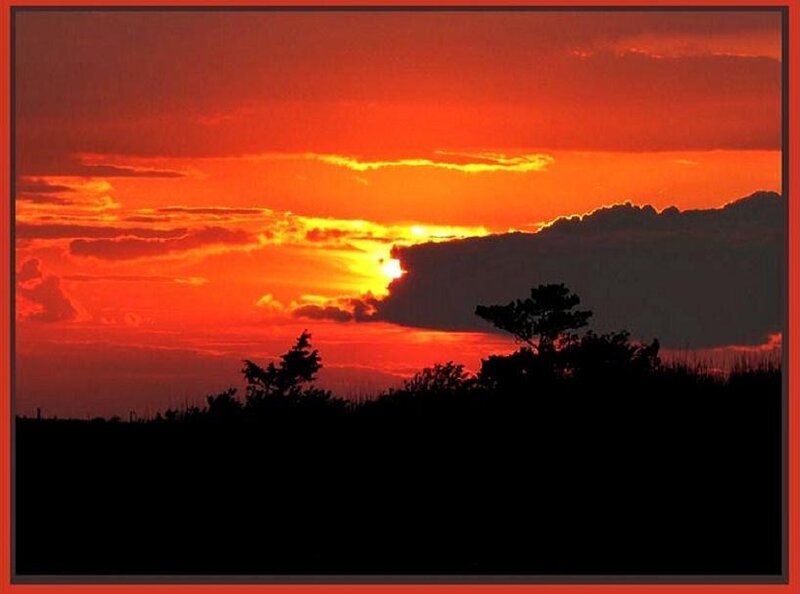 sunset over silhouetted trees