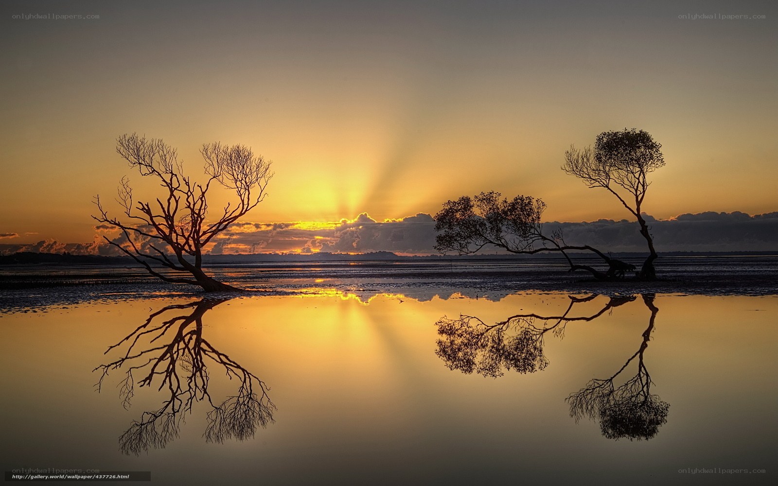 Sunset over silhouetted trees