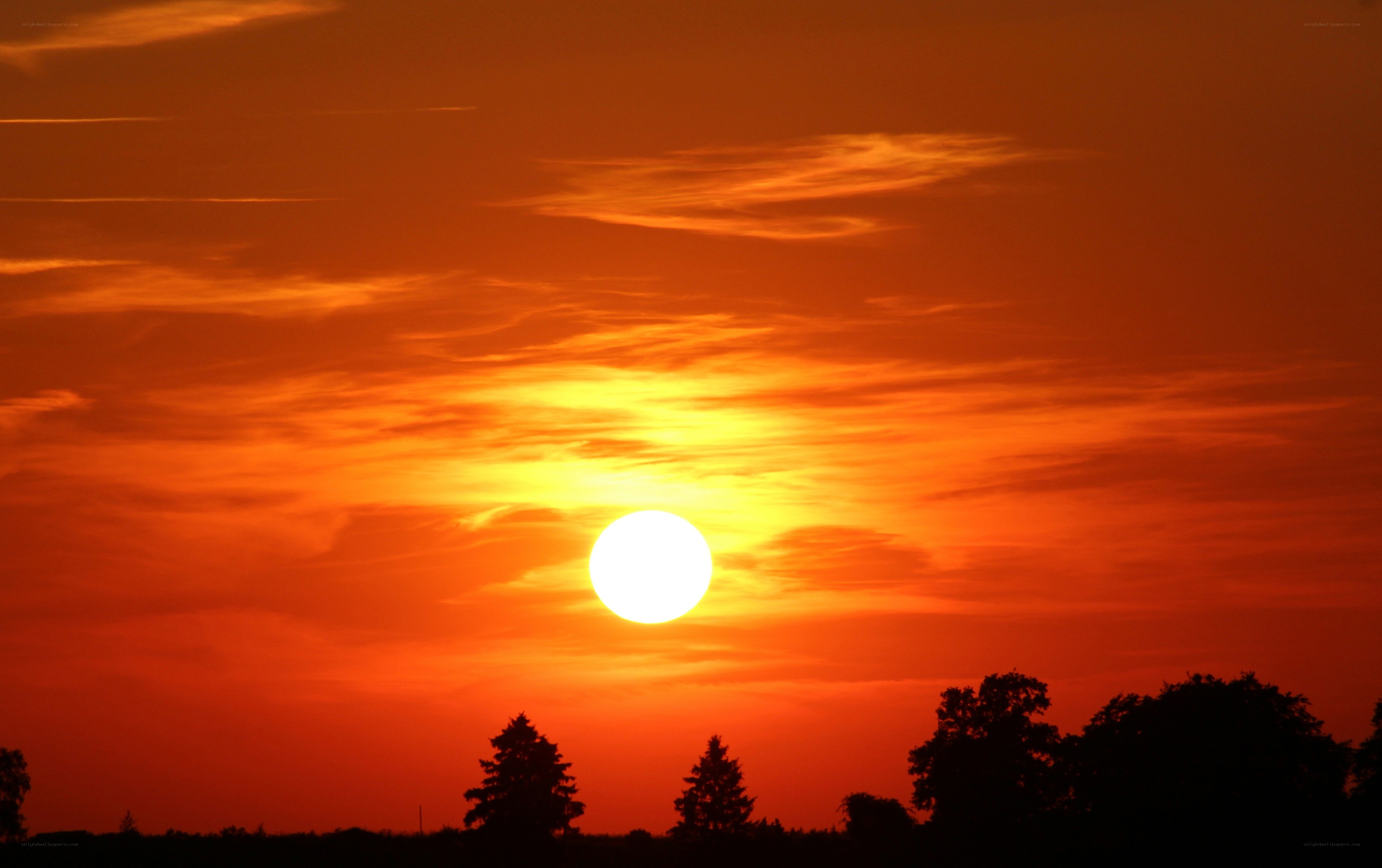 Sunset over silhouetted trees