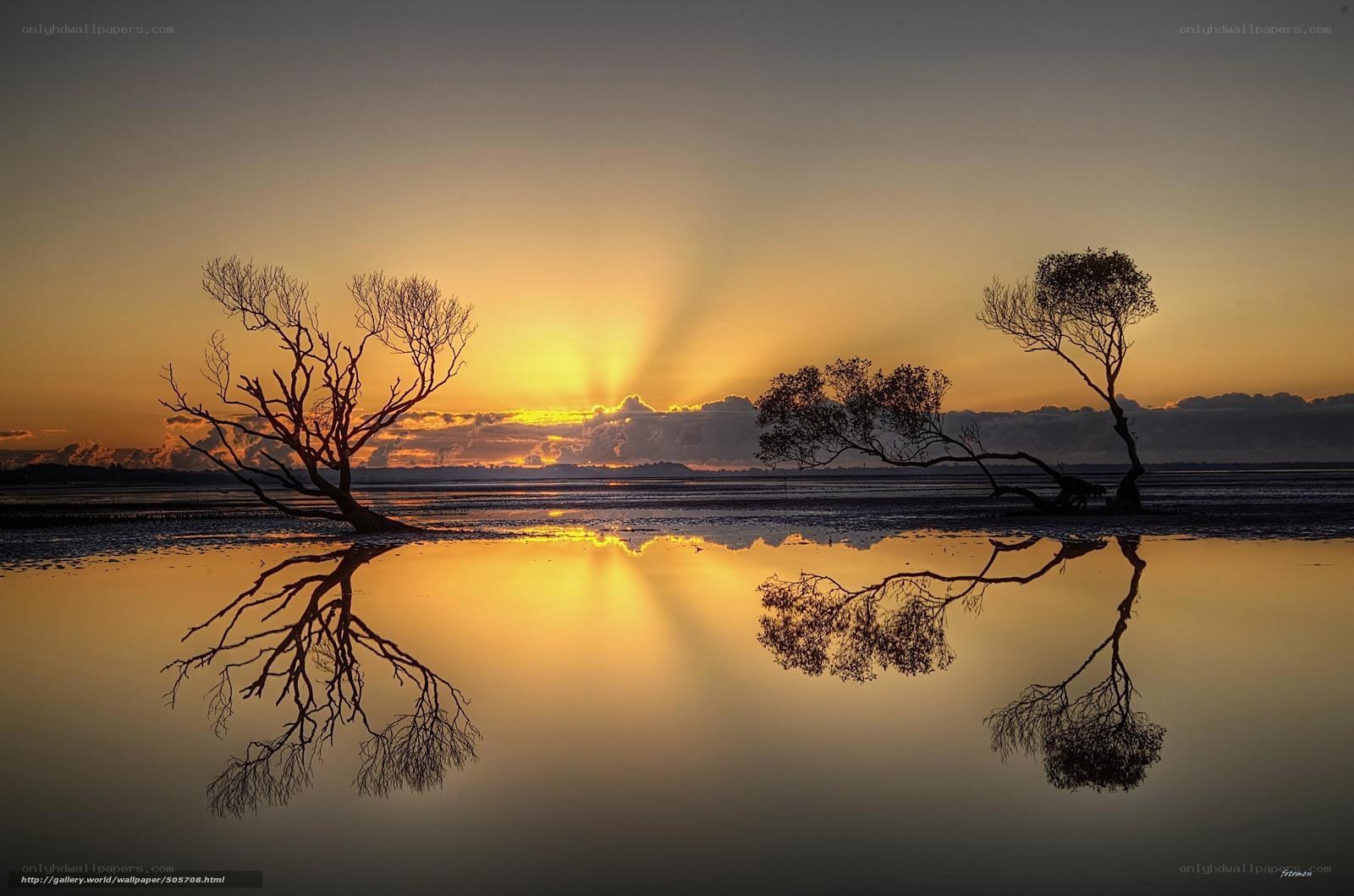 Sunset over silhouetted trees