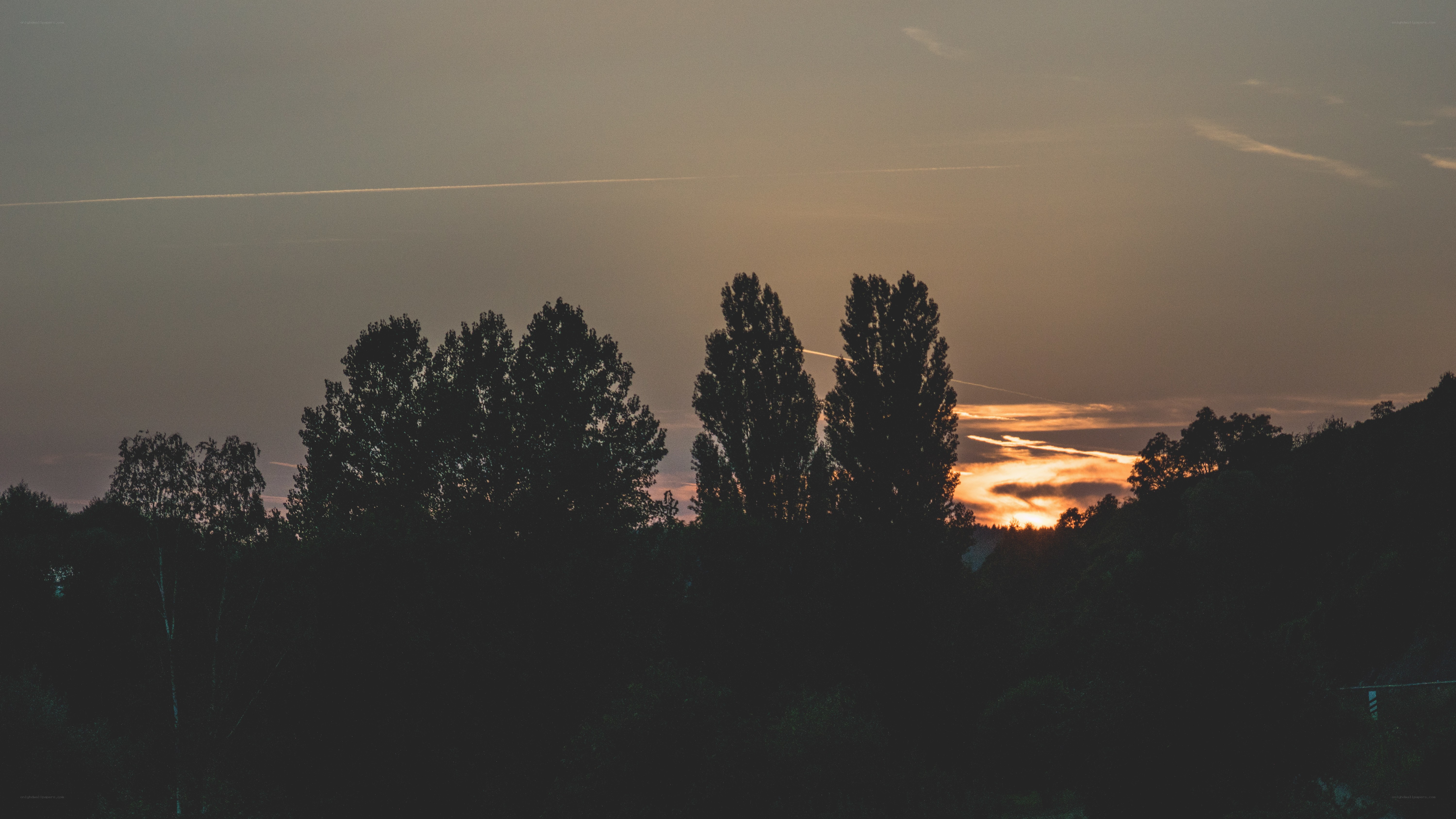 sunset over silhouetted trees