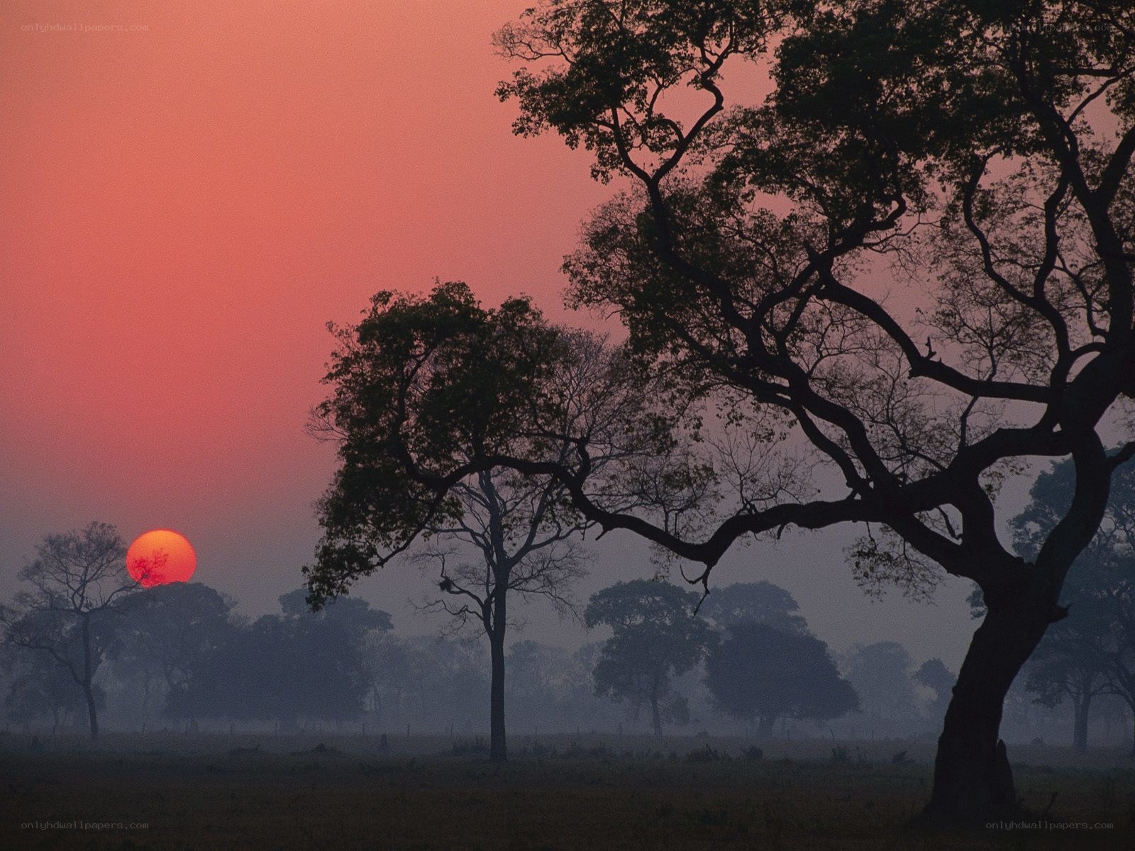 Sunset over silhouetted trees