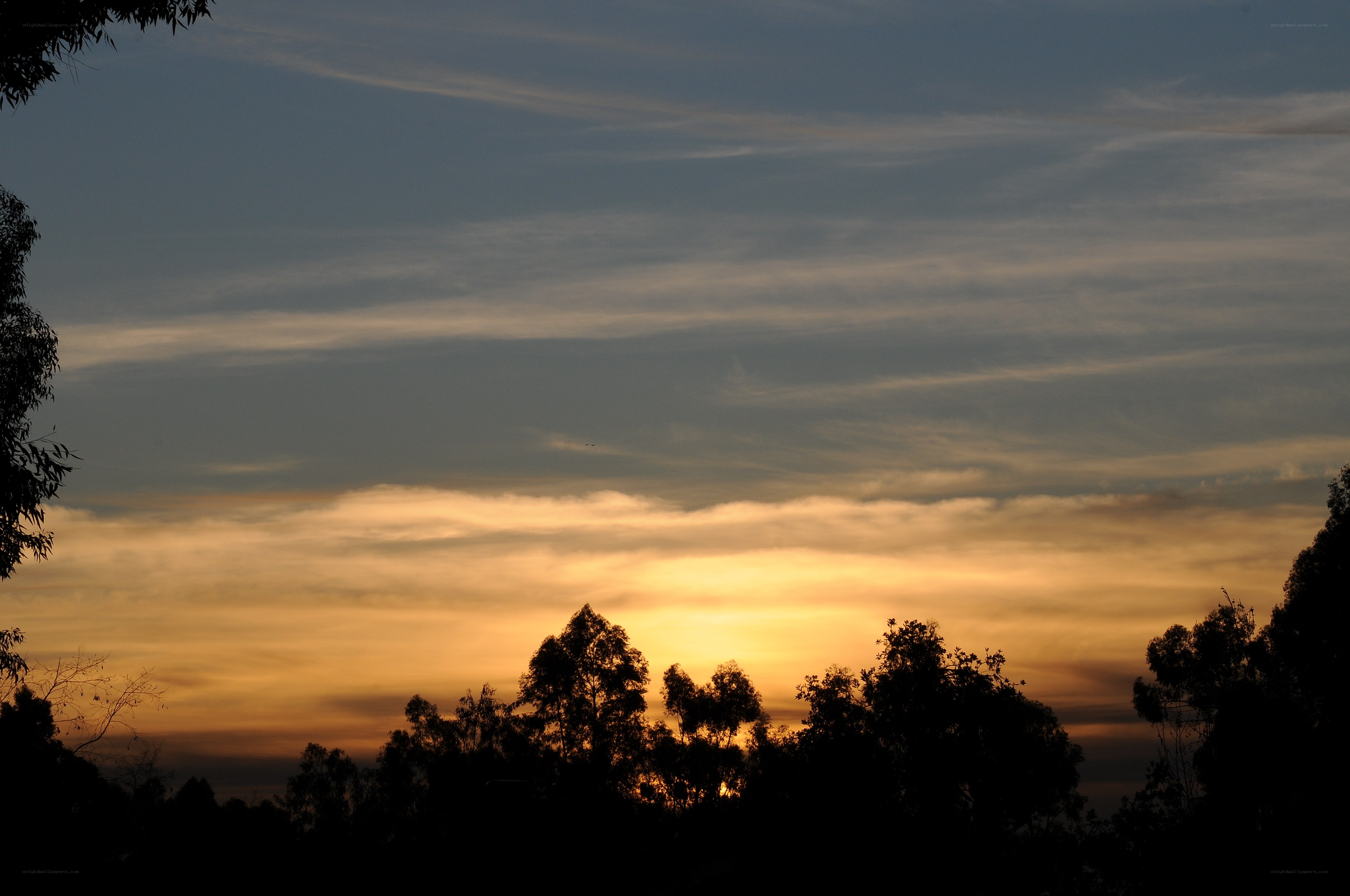 sunset over silhouetted trees