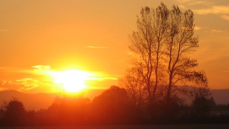 Sunset over silhouetted trees