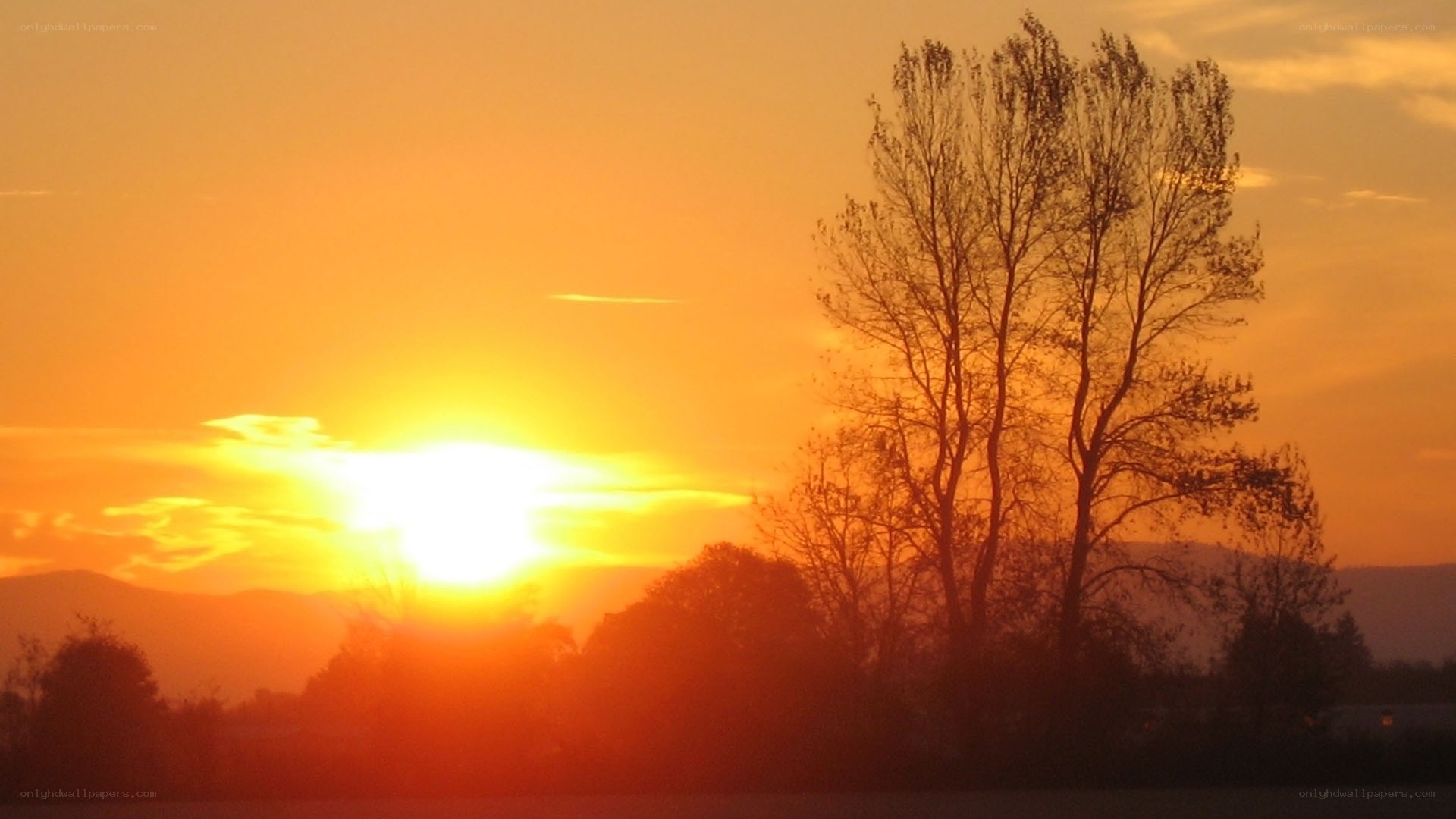Sunset over silhouetted trees