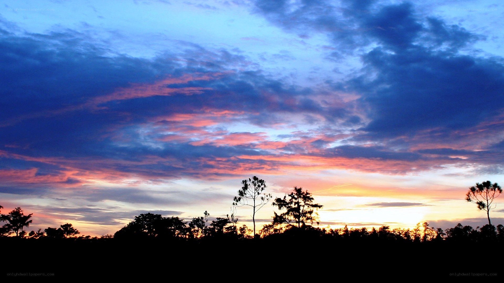 Sunset over silhouetted trees