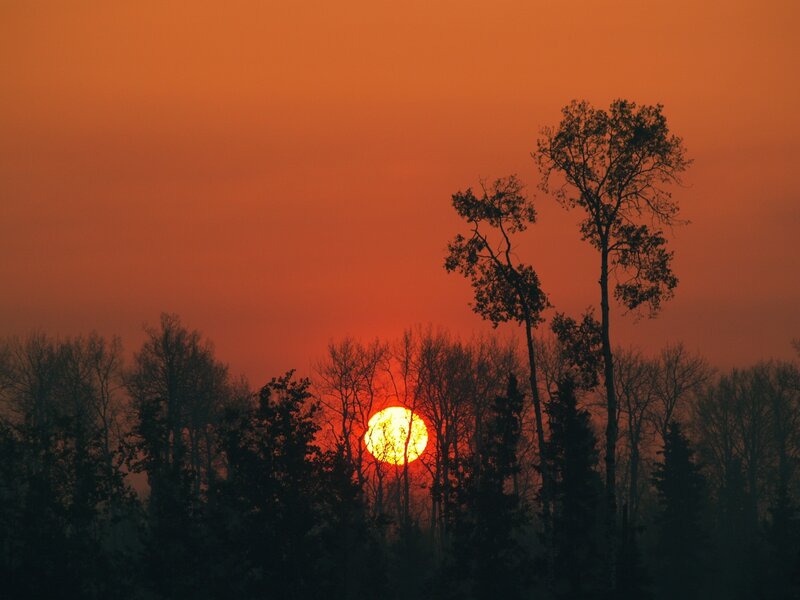Sunset over silhouetted trees