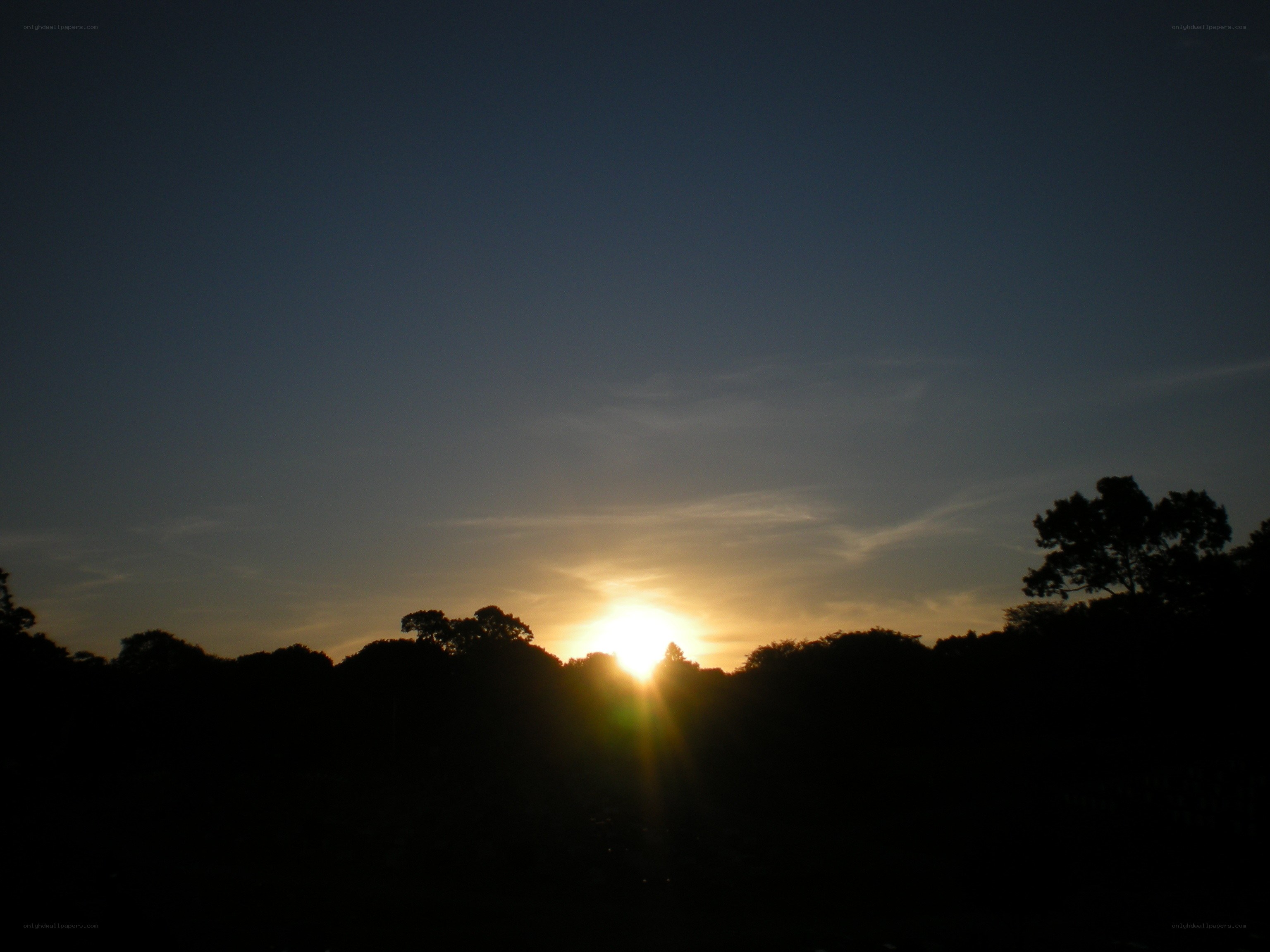 Sunset over silhouetted trees