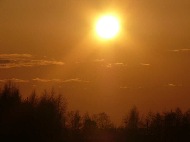 Sunset over silhouetted trees