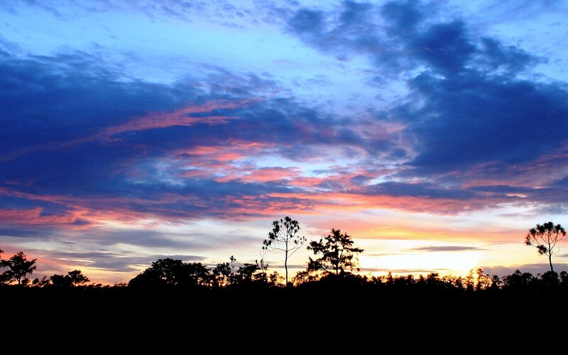 sunset over silhouetted trees