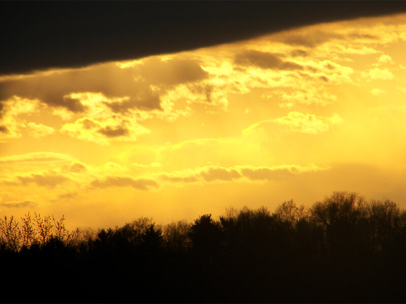 sunset over silhouetted trees