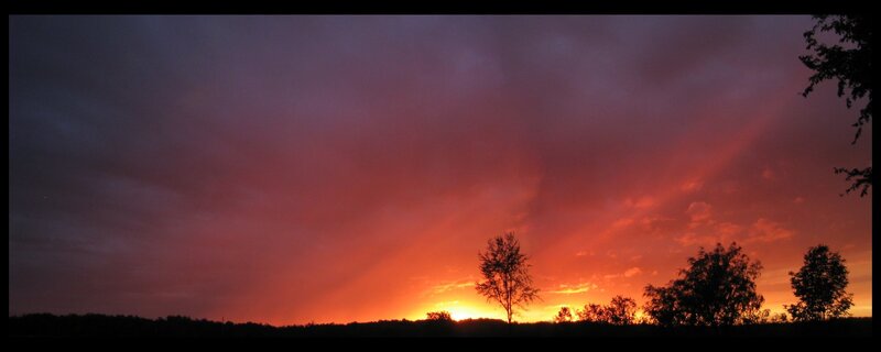 sunset over silhouetted trees
