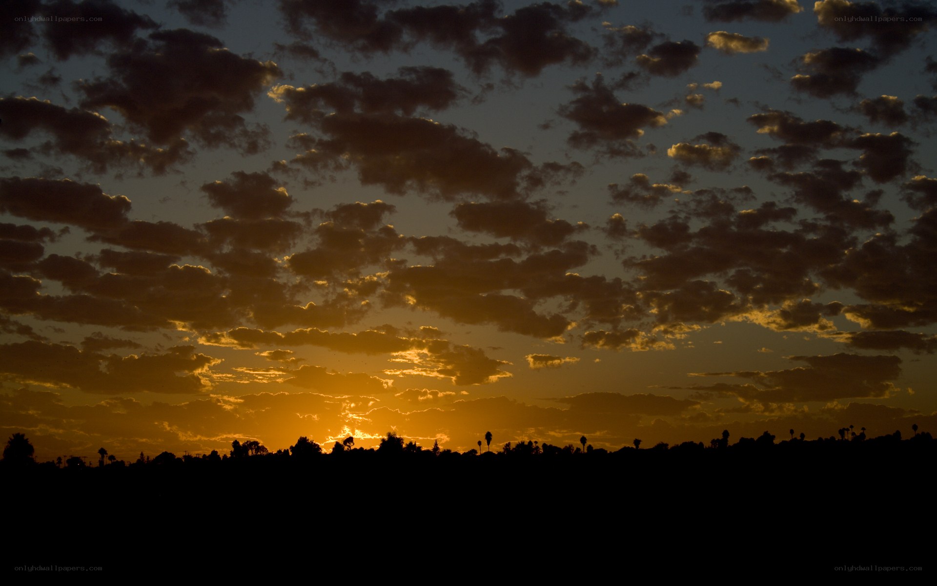 Sunset over silhouetted trees