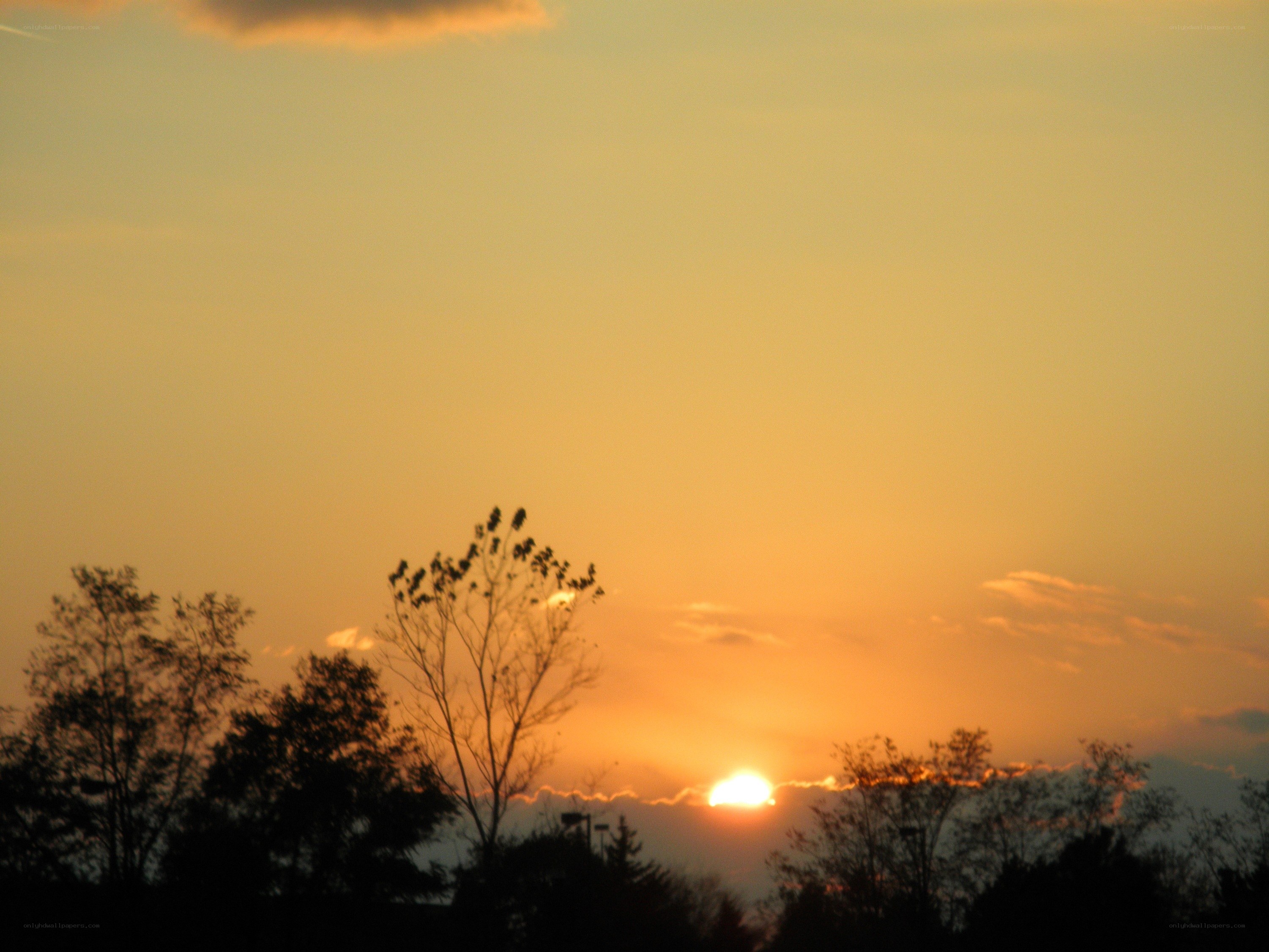sunset over silhouetted trees