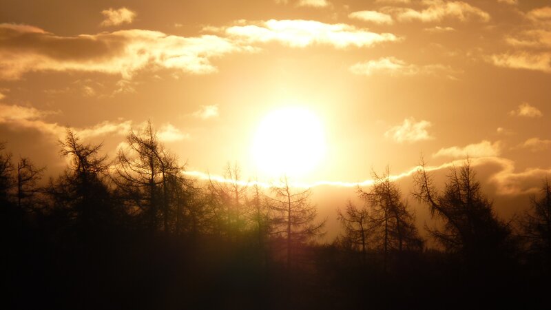 Sunset over silhouetted trees