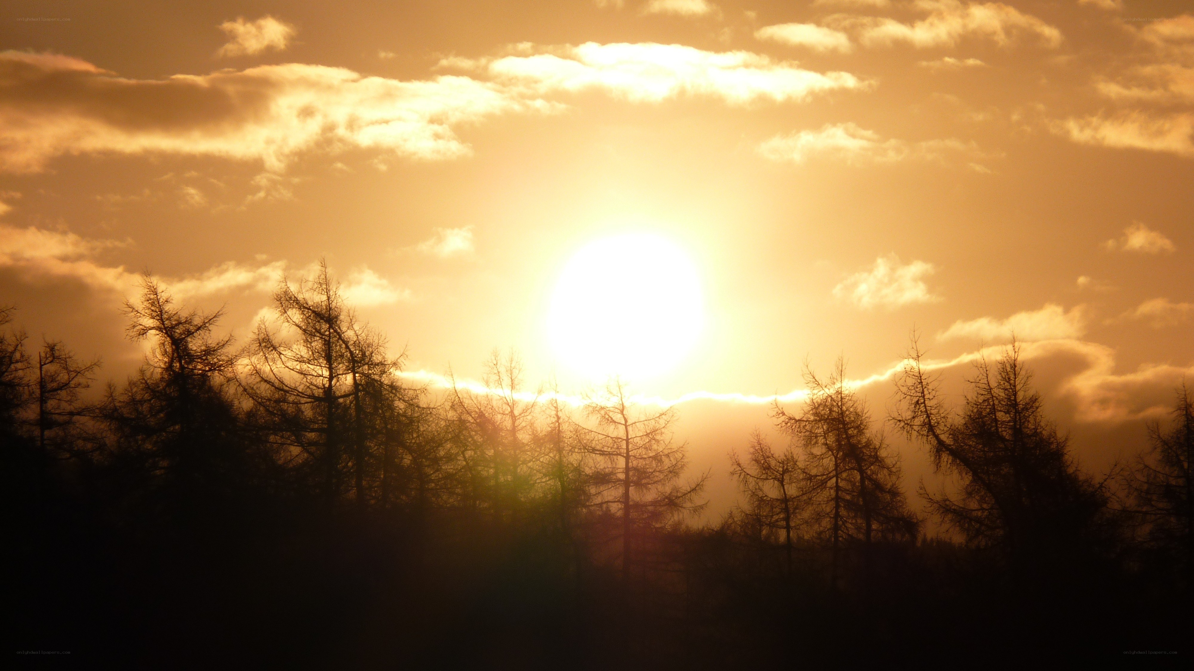 Sunset over silhouetted trees
