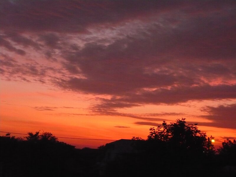 sunset over silhouetted trees