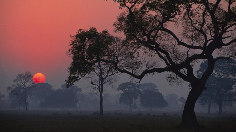 Sunset over silhouetted trees