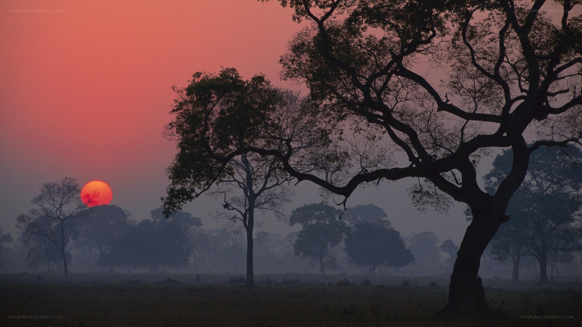 Sunset over silhouetted trees