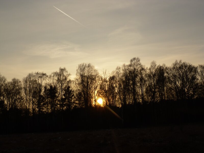 Sunset over silhouetted trees