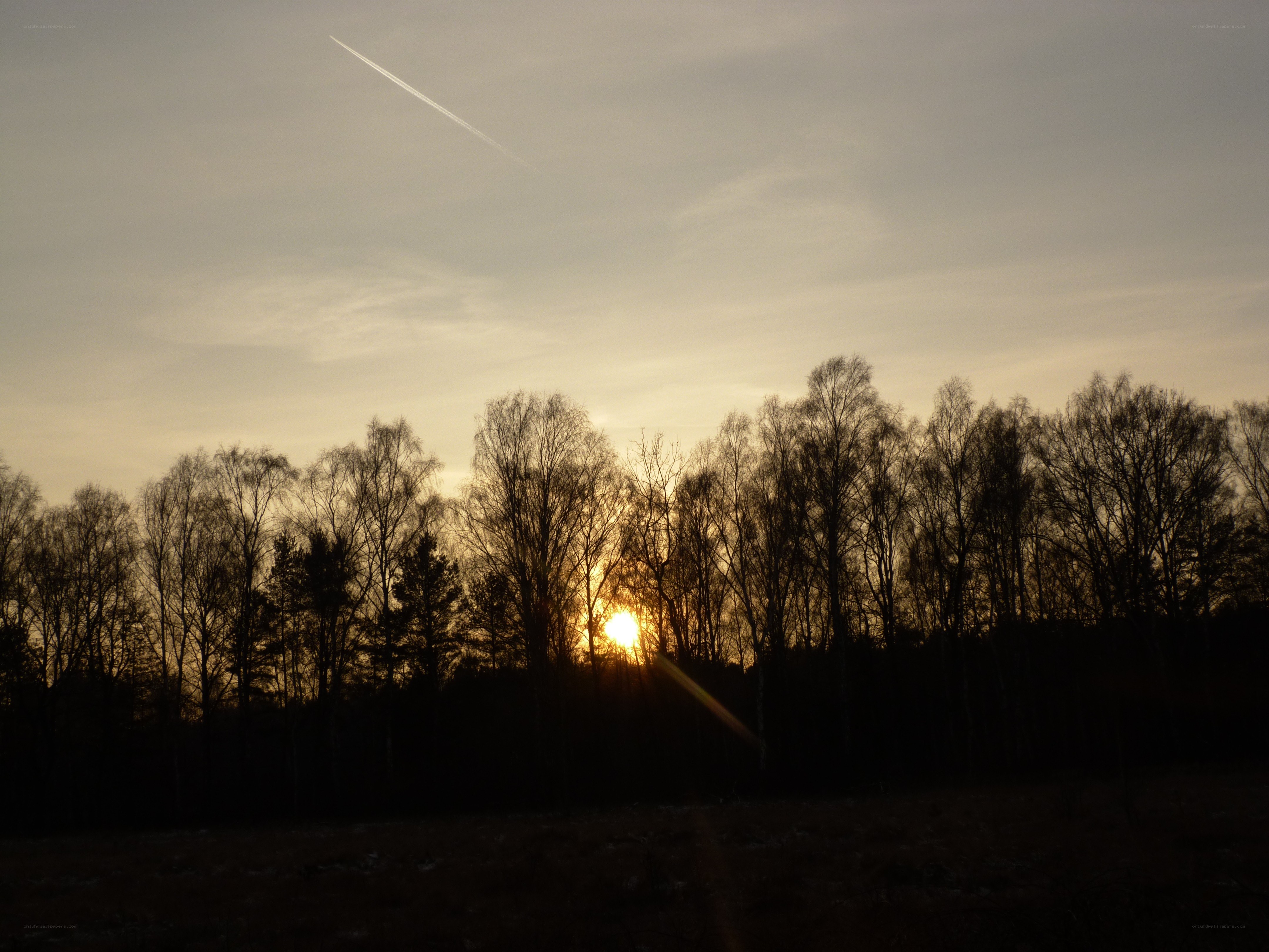 Sunset over silhouetted trees