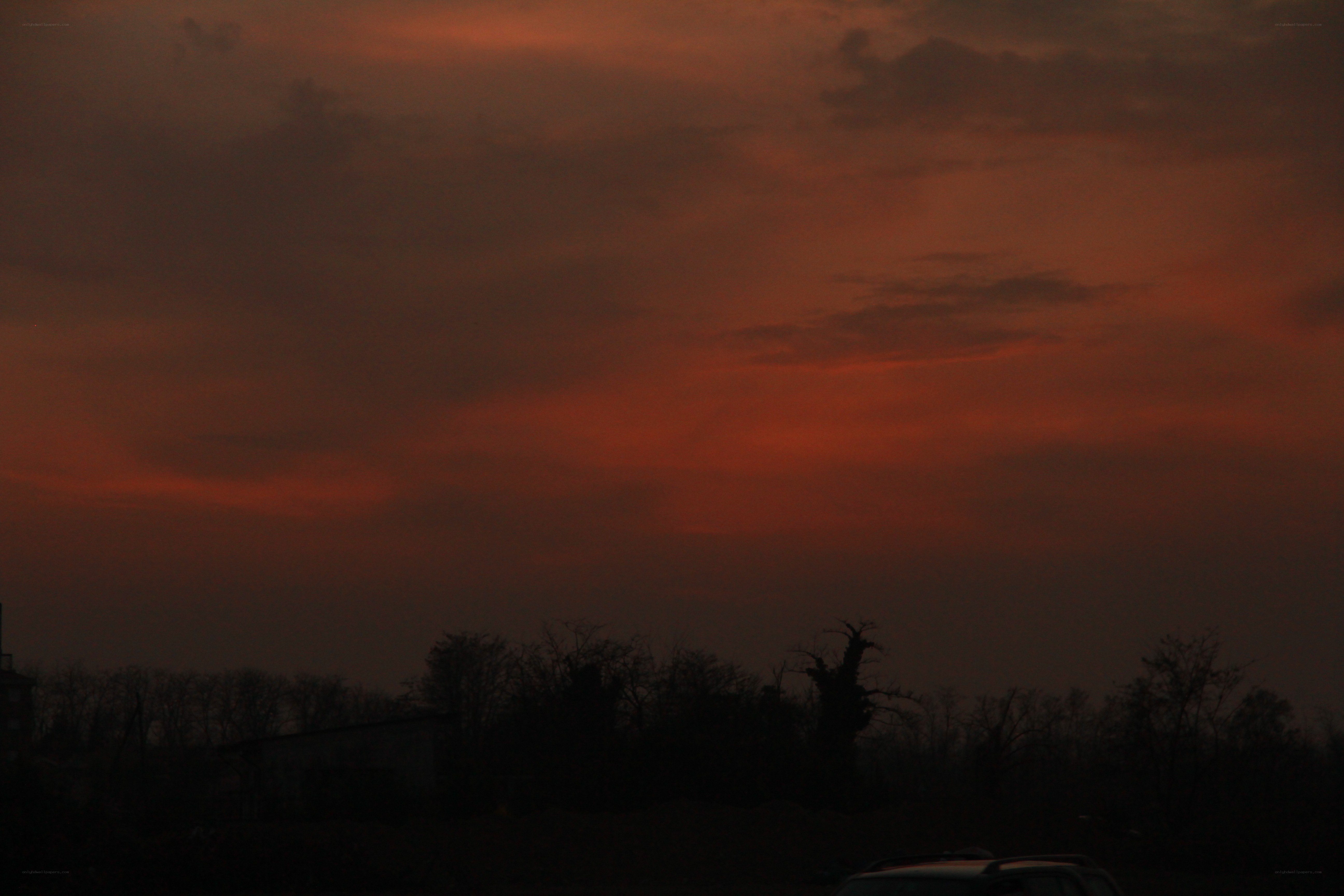 sunset over silhouetted trees