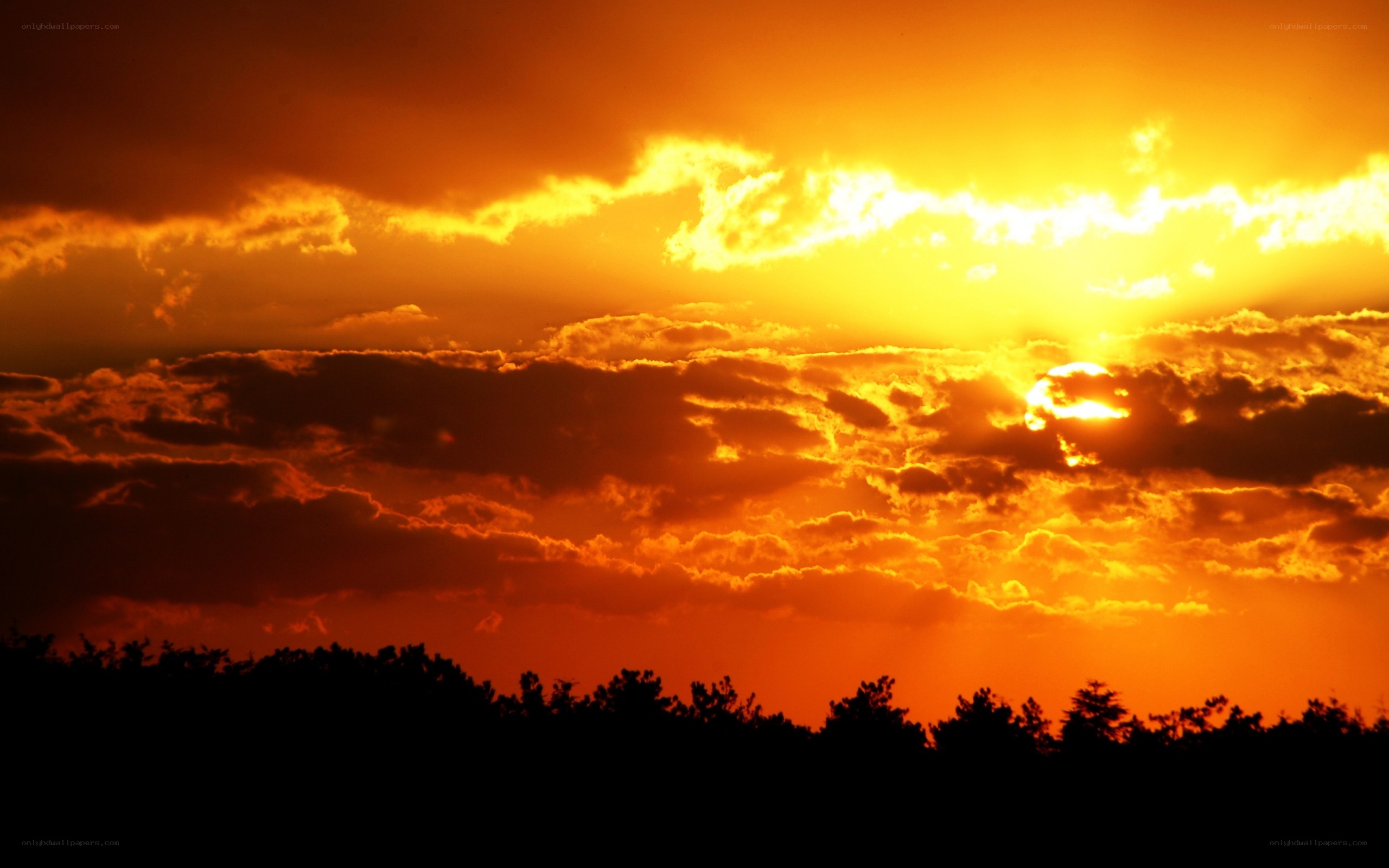 sunset over silhouetted trees