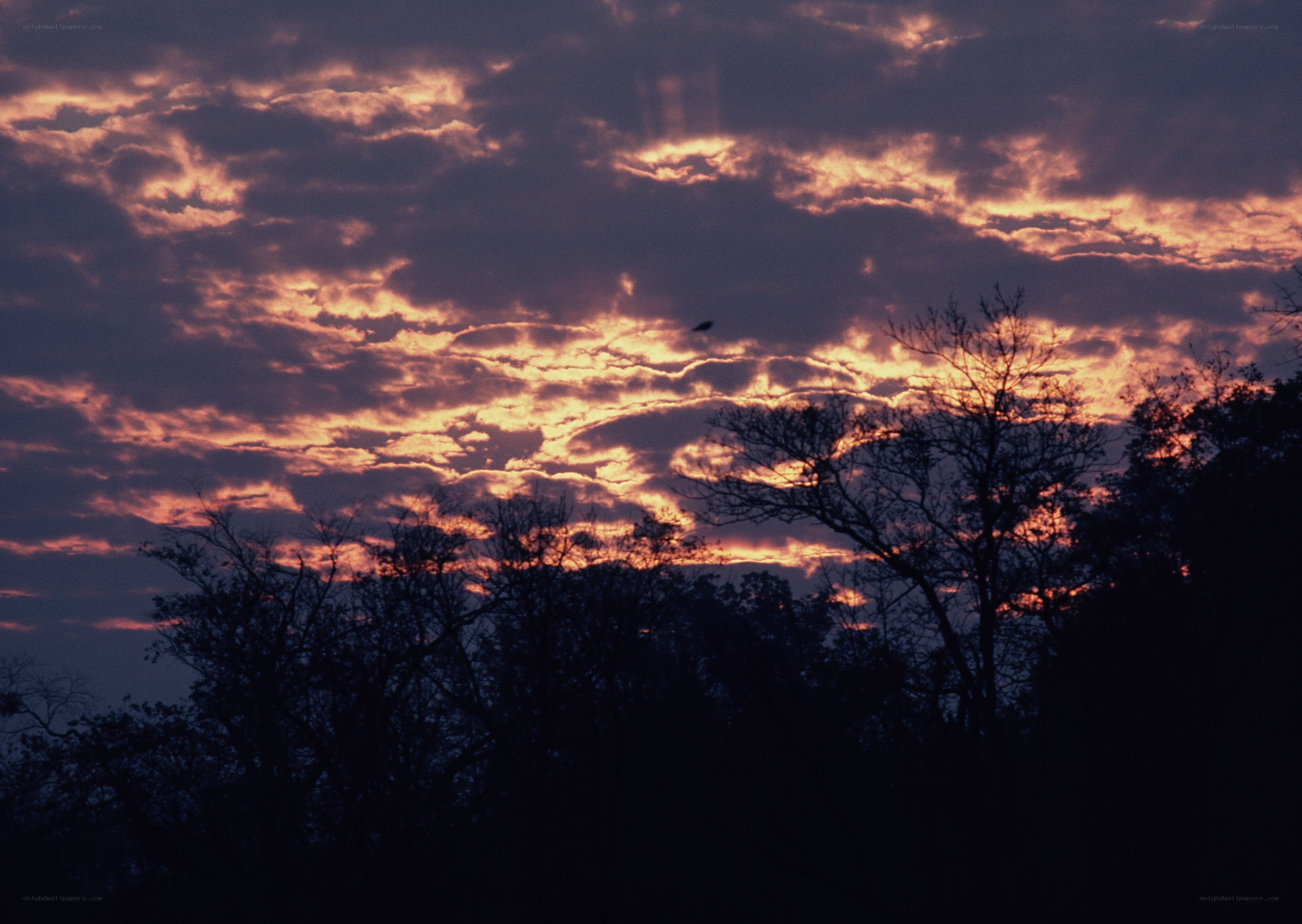 sunset over silhouetted trees