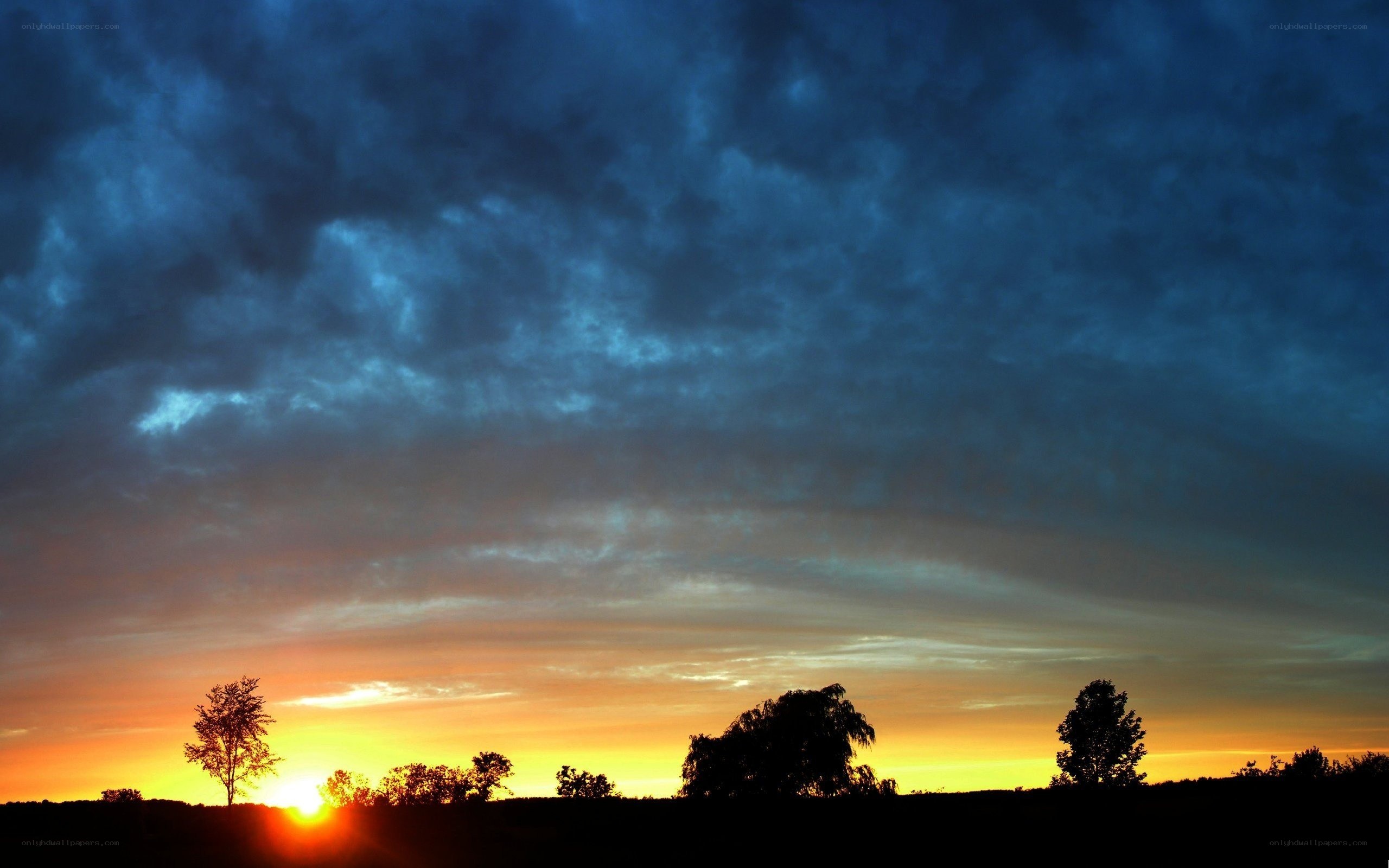 sunset over silhouetted trees