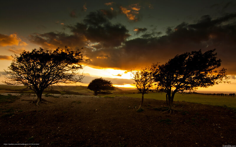 Sunset over silhouetted trees