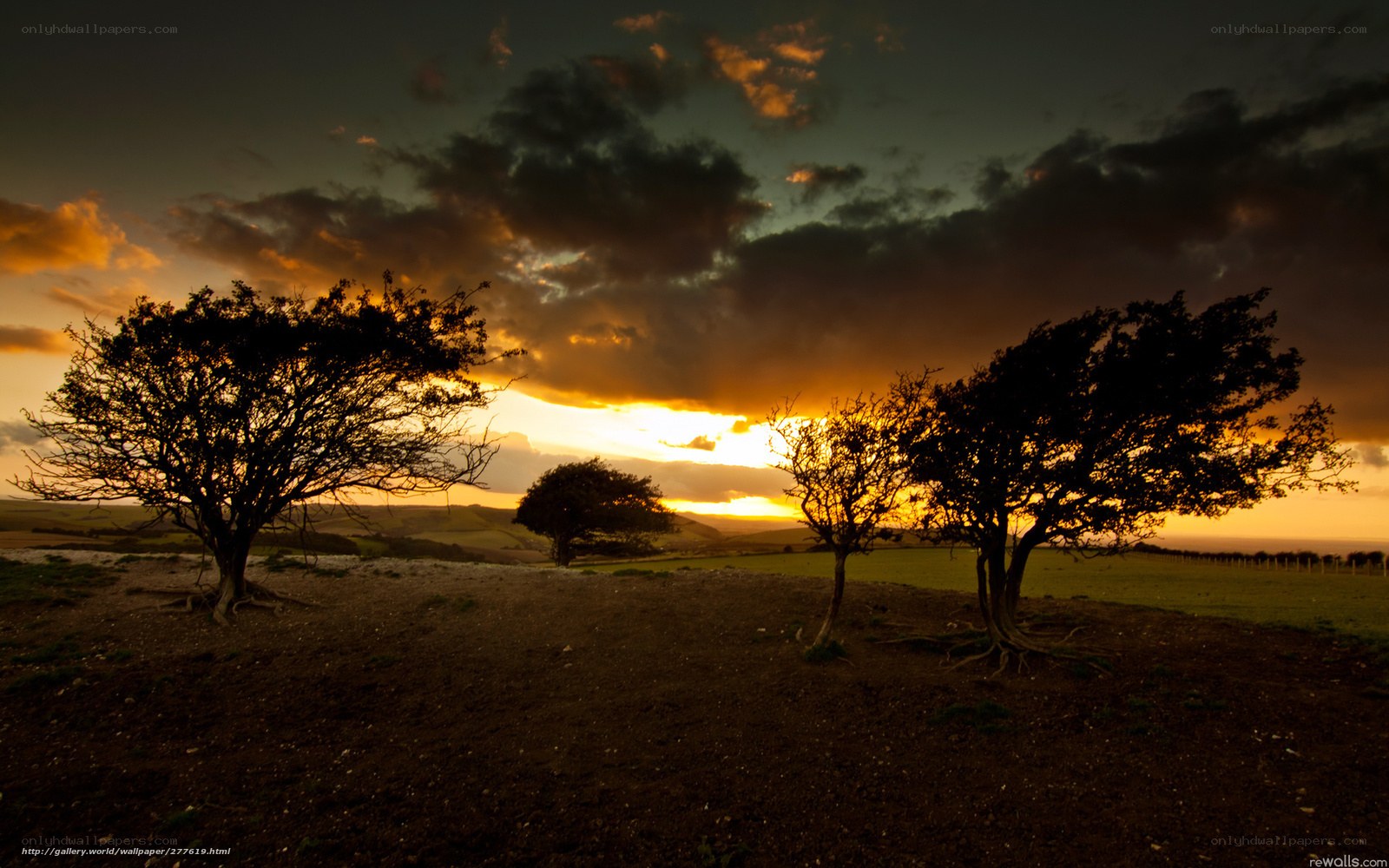 Sunset over silhouetted trees