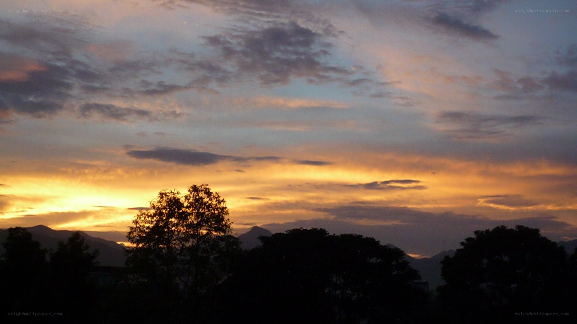 sunset over silhouetted trees