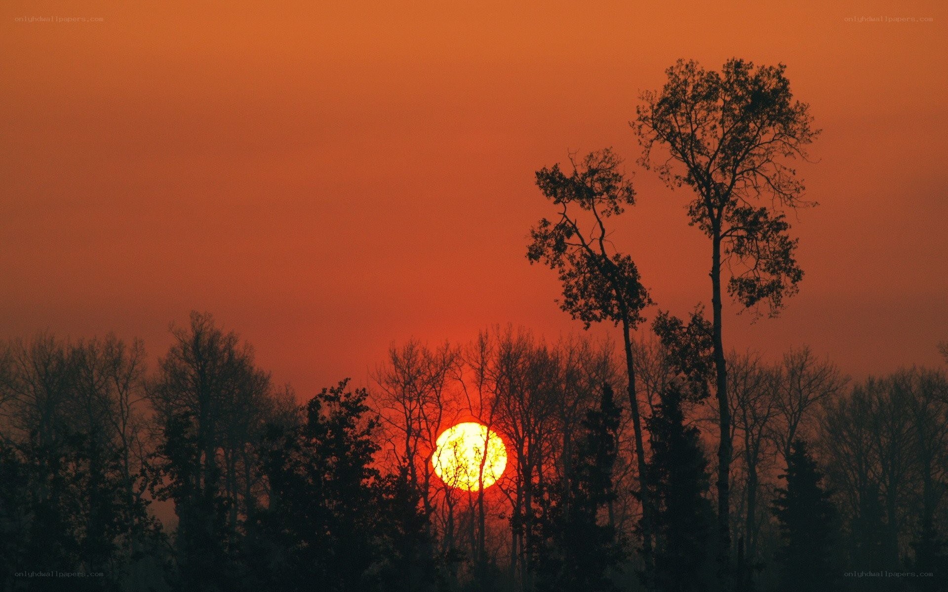 Sunset over silhouetted trees
