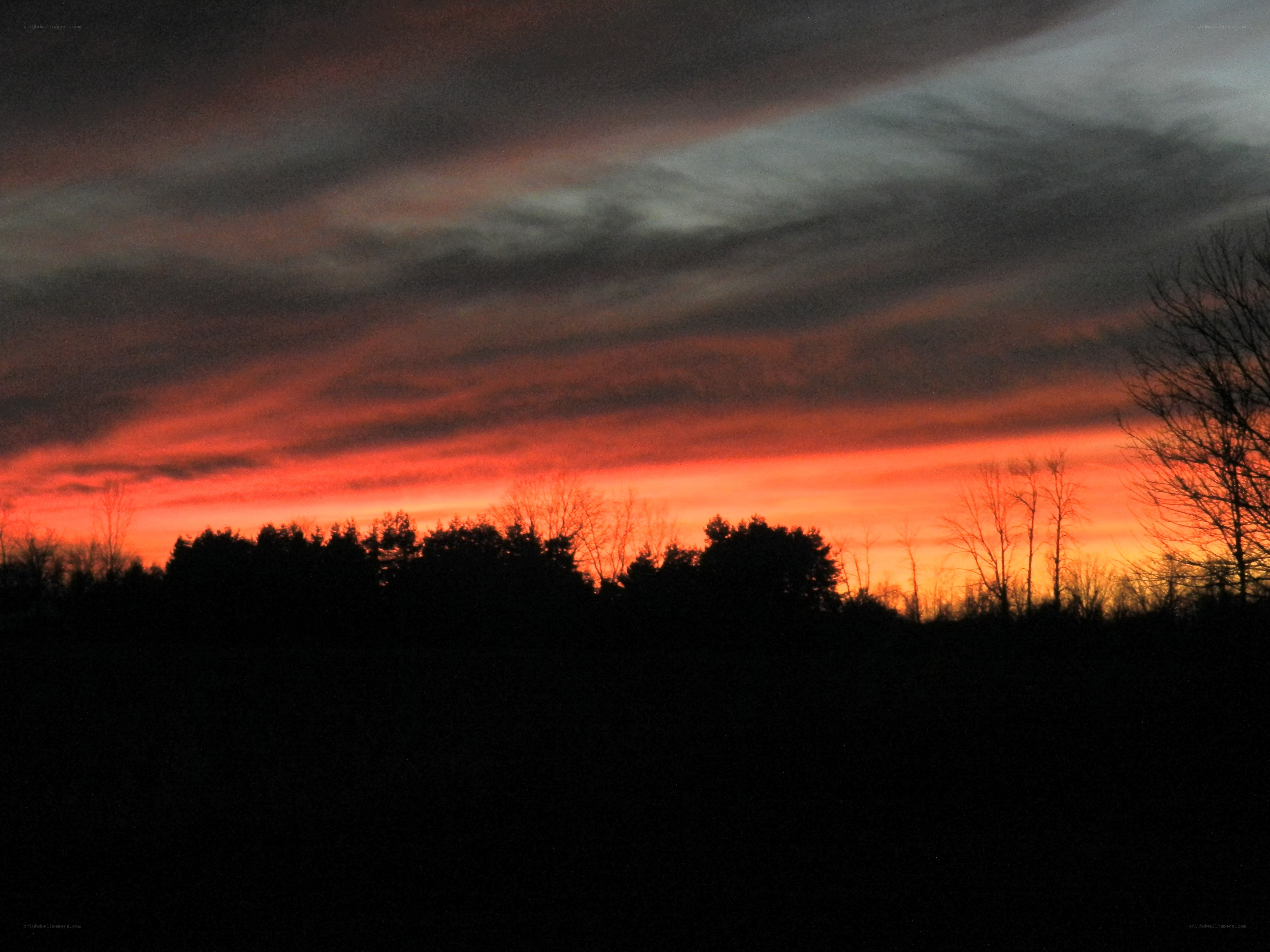sunset over silhouetted trees