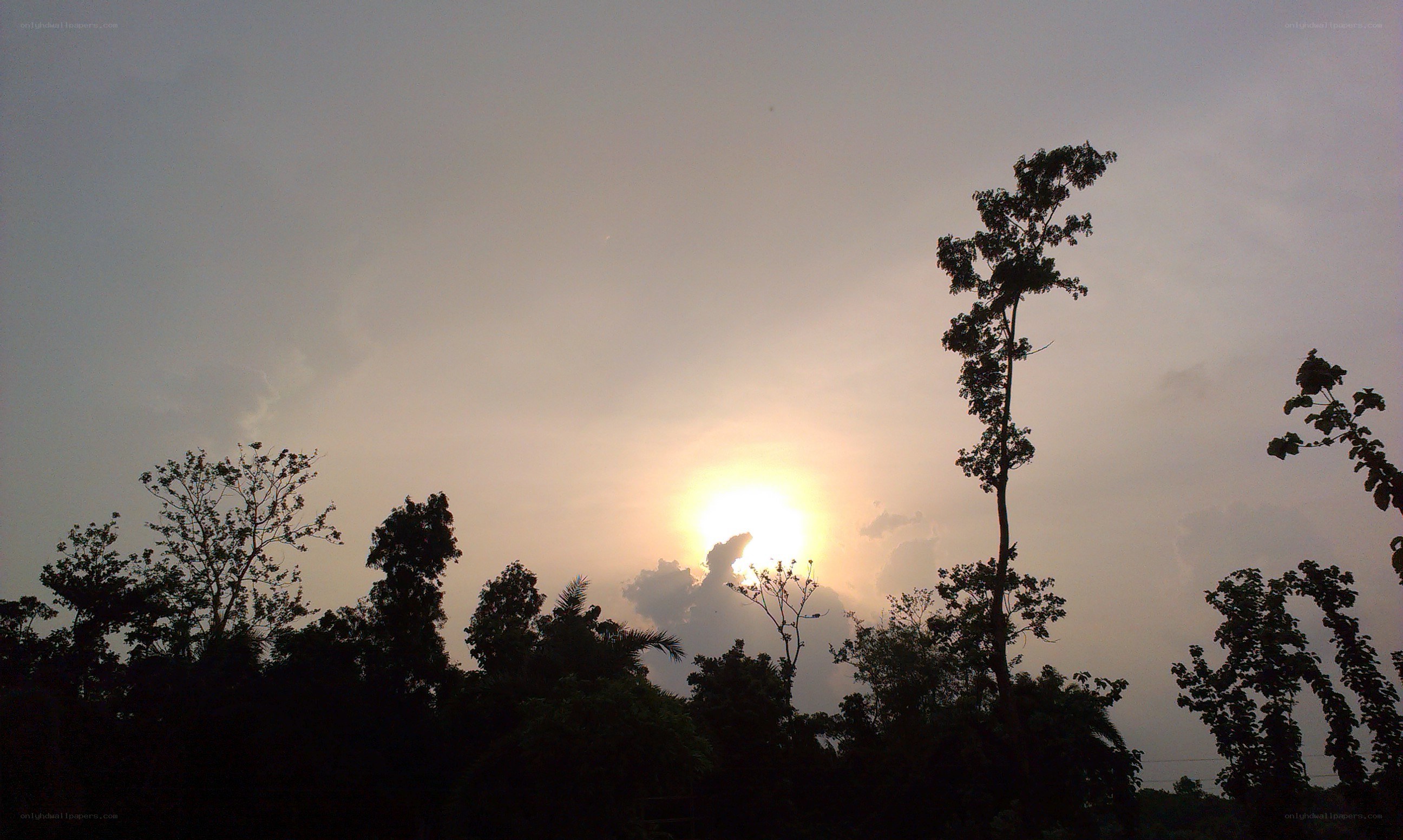 Sunset over silhouetted trees