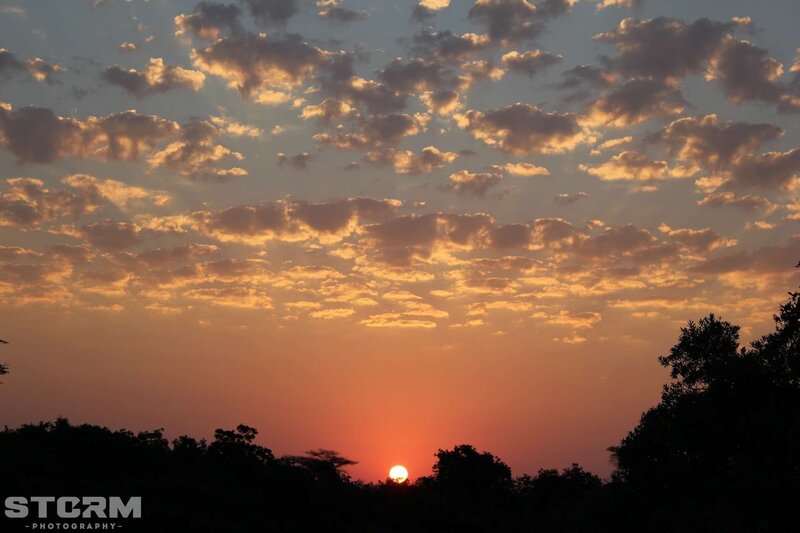 Sunset over silhouetted trees