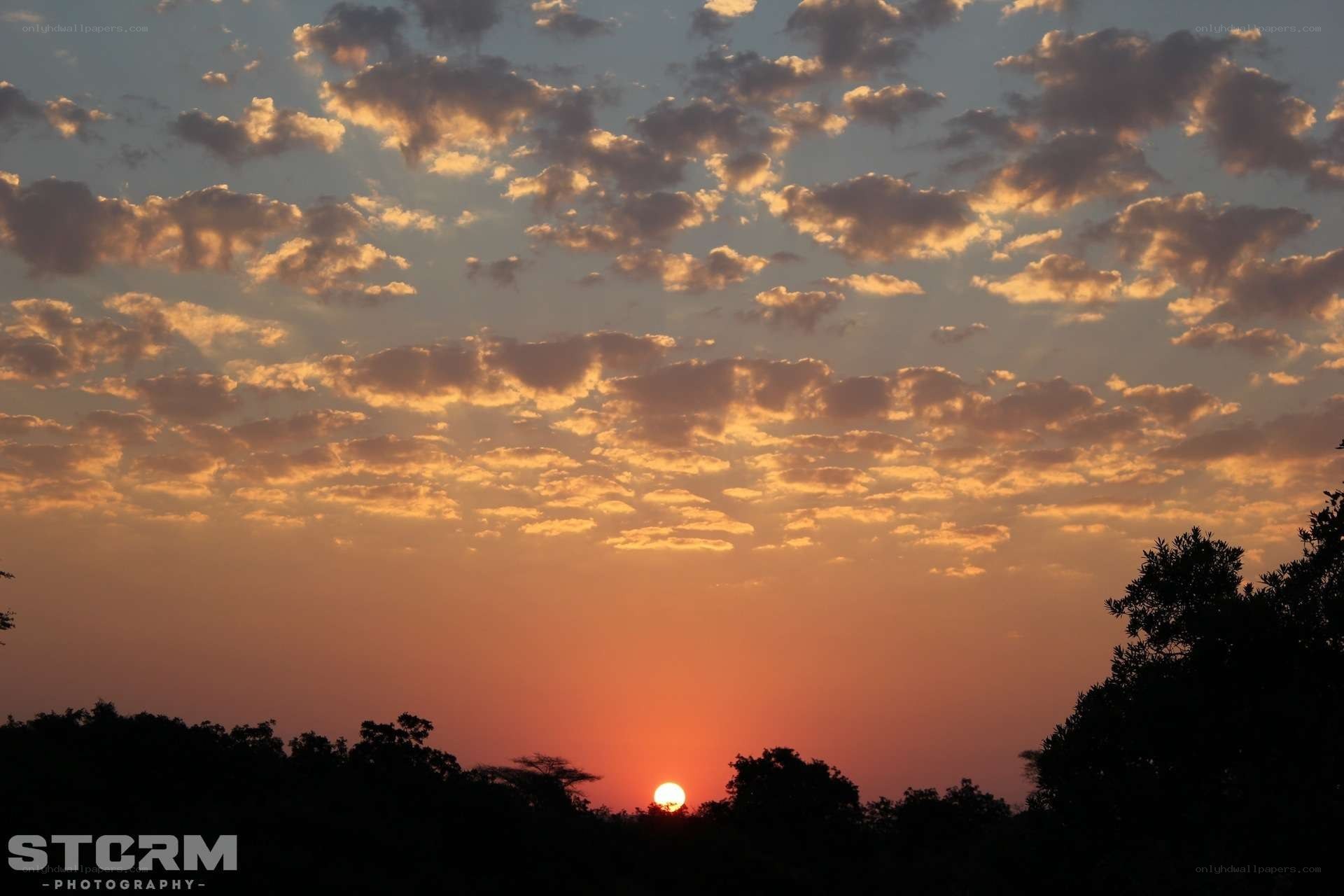 Sunset over silhouetted trees