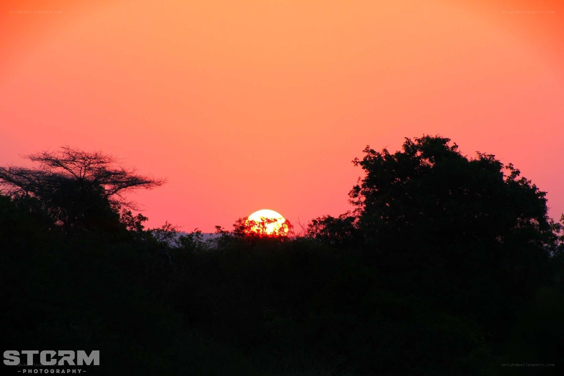 sunset over silhouetted trees