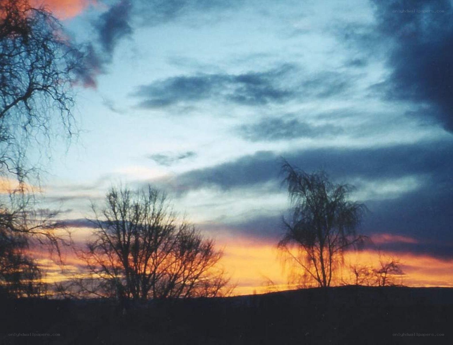 sunset over silhouetted trees