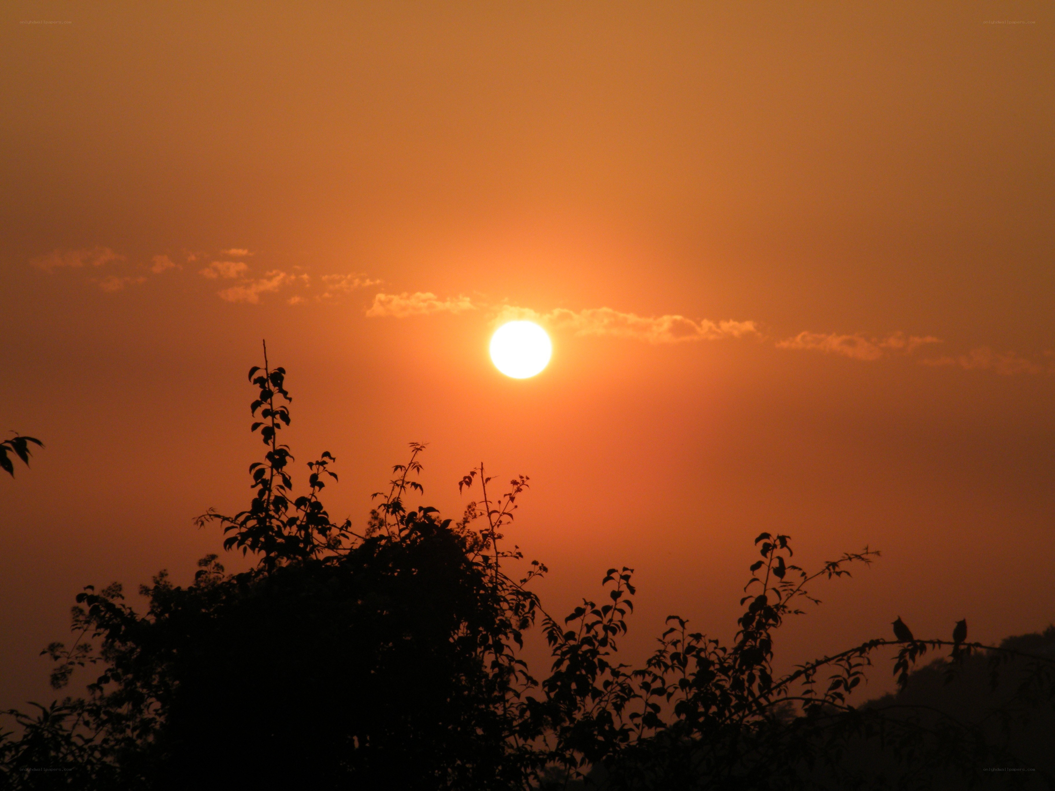 Sunset over silhouetted trees