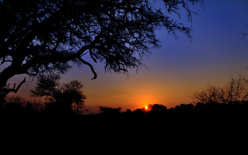 Sunset over silhouetted trees